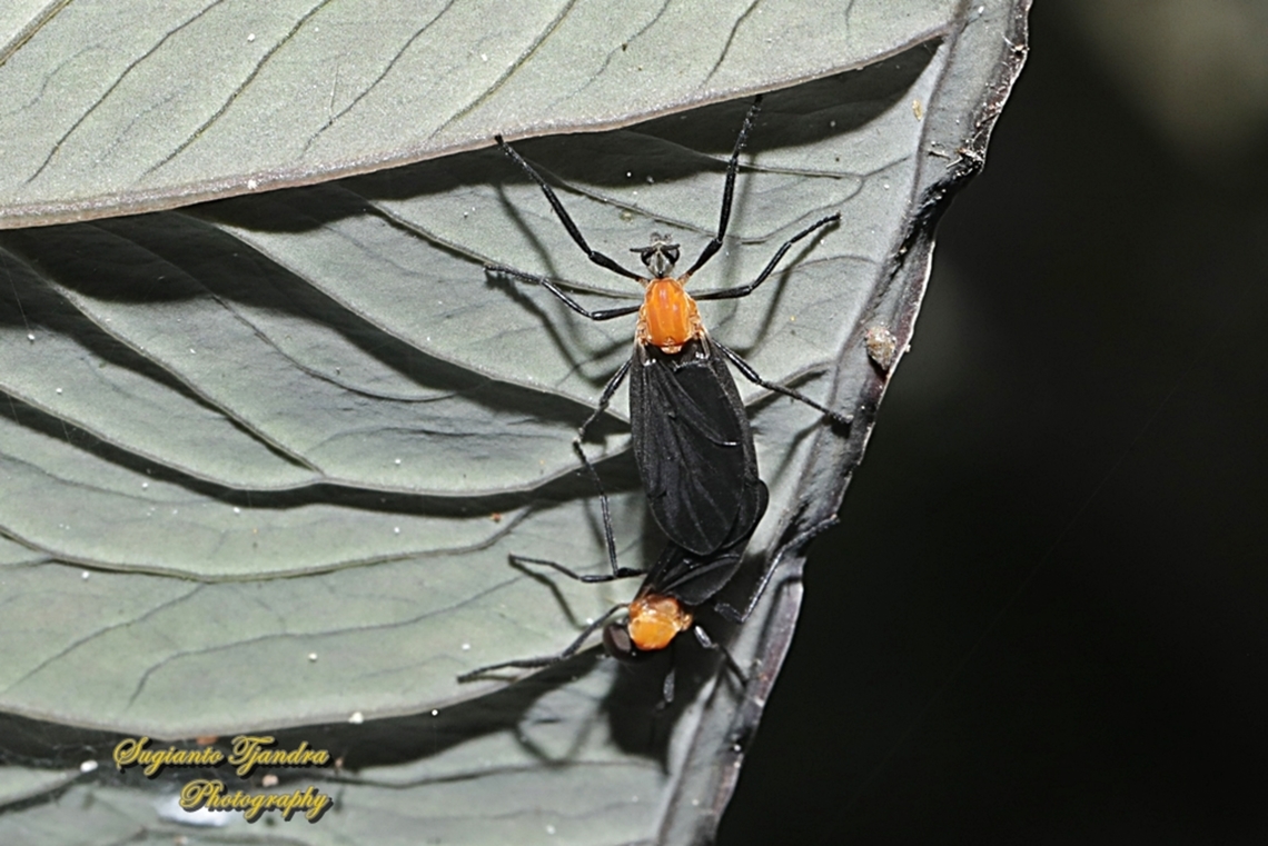 Lovebug/March fly, Plecia Sp, family Bibionidae - Mating  Geotagged,Indonesia,Winter