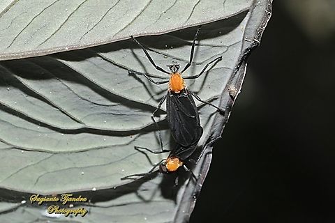 Lovebug/March fly, Plecia Sp, family Bibionidae - Mating  Geotagged,Indonesia,Winter