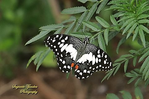 Common Lime butterfly (Papilio demoleus)  Geotagged,Indonesia,Lime Swallowtail,Papilio demoleus,Winter
