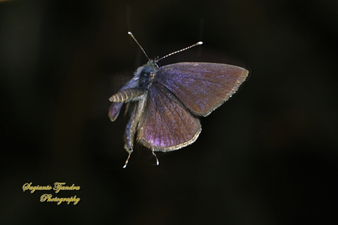 Common Line Blue Prosotas nora  Common lineblue,Geotagged,Indonesia,Prosotas nora,Winter