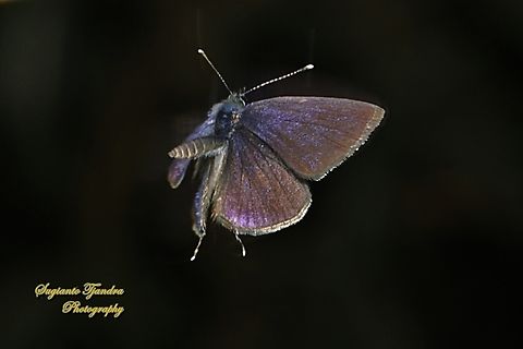 Common Line Blue Prosotas nora  Common lineblue,Geotagged,Indonesia,Prosotas nora,Winter