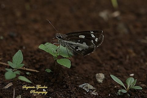 Skipper Butterfly, Grass Demon, Udaspes folus  Geotagged,Grass demon,Indonesia,Udaspes folus,Winter