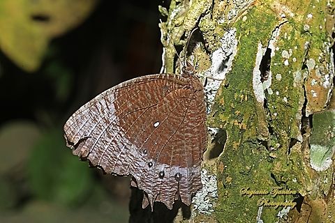 White-banded Palmfly Butterfly, Elymnias dara deminuta  Elymnias dara,Geotagged,Indonesia,Winter