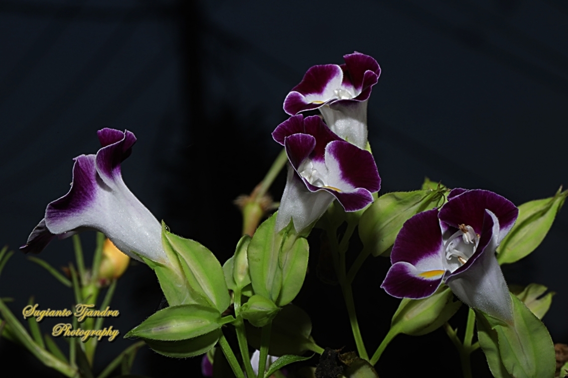 Wishbone flower, Torenia fournieri (family Scrophulariaceae)  Bluewings,Geotagged,Indonesia,Torenia fournieri,Winter