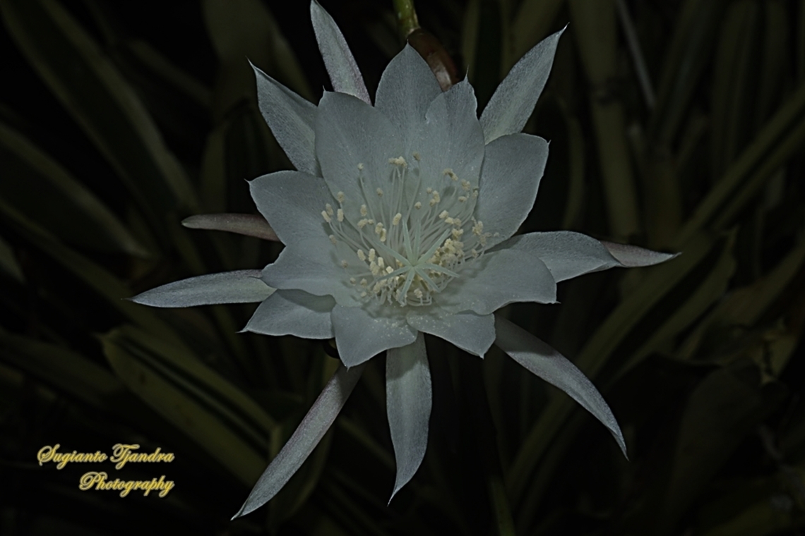 Wijaya Kusuma flower  (Queen of the night), Epiphyllum oxypetalum  Dutchman's pipe cactus,Epiphyllum oxypetalum,Geotagged,Indonesia,Winter