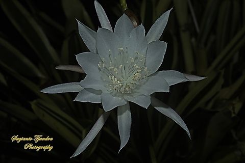 Wijaya Kusuma flower  (Queen of the night), Epiphyllum oxypetalum  Dutchman's pipe cactus,Epiphyllum oxypetalum,Geotagged,Indonesia,Winter