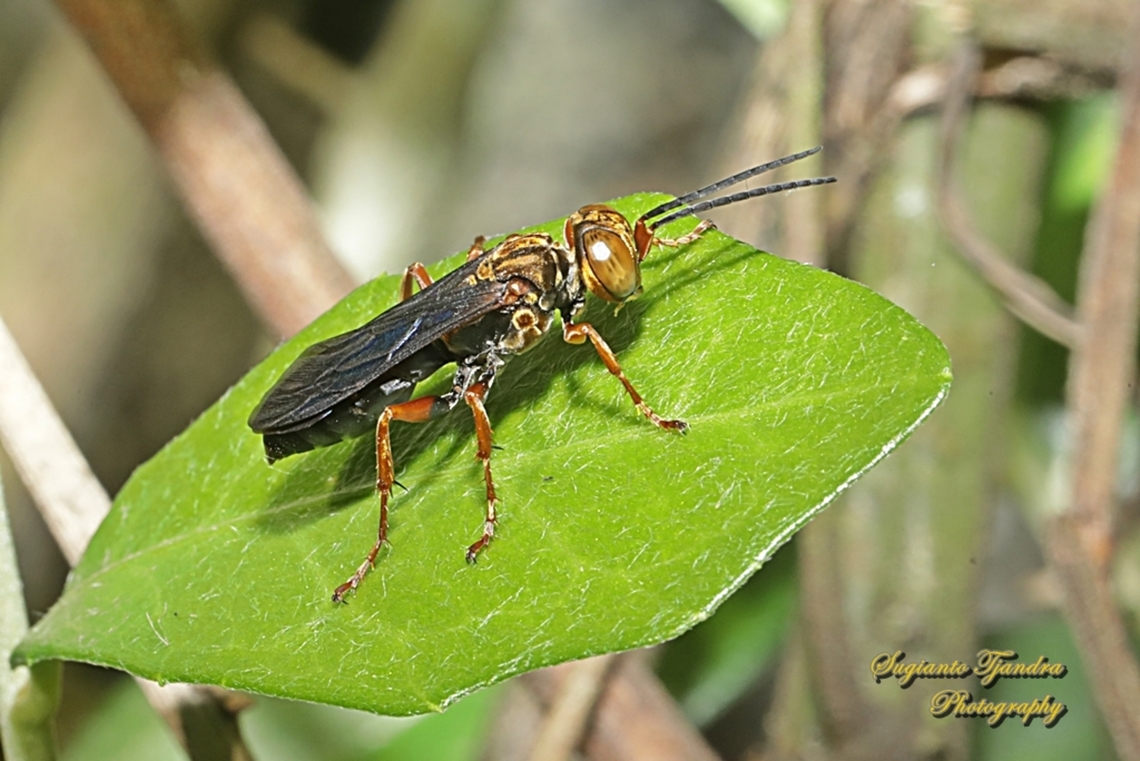 Golden Cricket Wasp, Liris aurulentus, family Crabronidae  Geotagged,Golden Cricket Wasp,Indonesia,Liris aurulentus,Winter