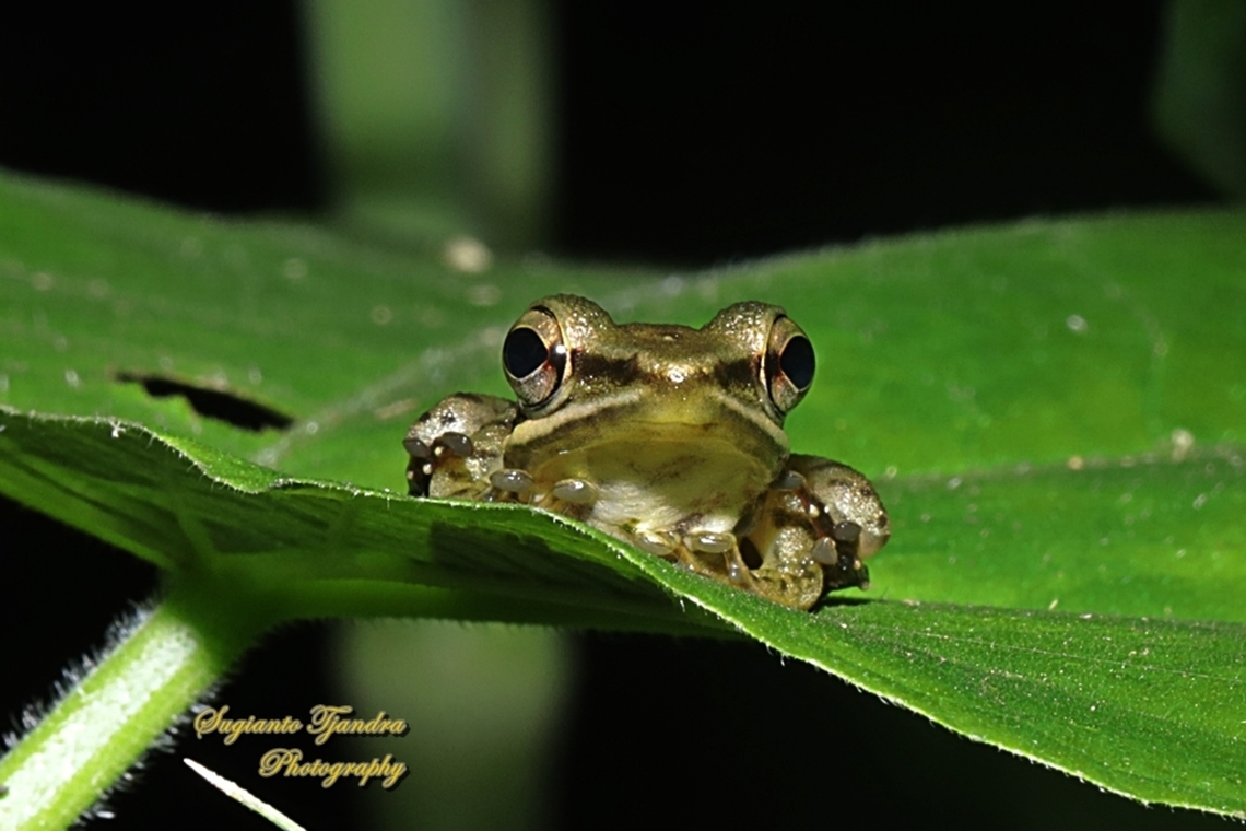 Common Tree Frog,  Polypedates leucomystax  Common tree frog,Geotagged,Indonesia,Polypedates leucomystax,Winter