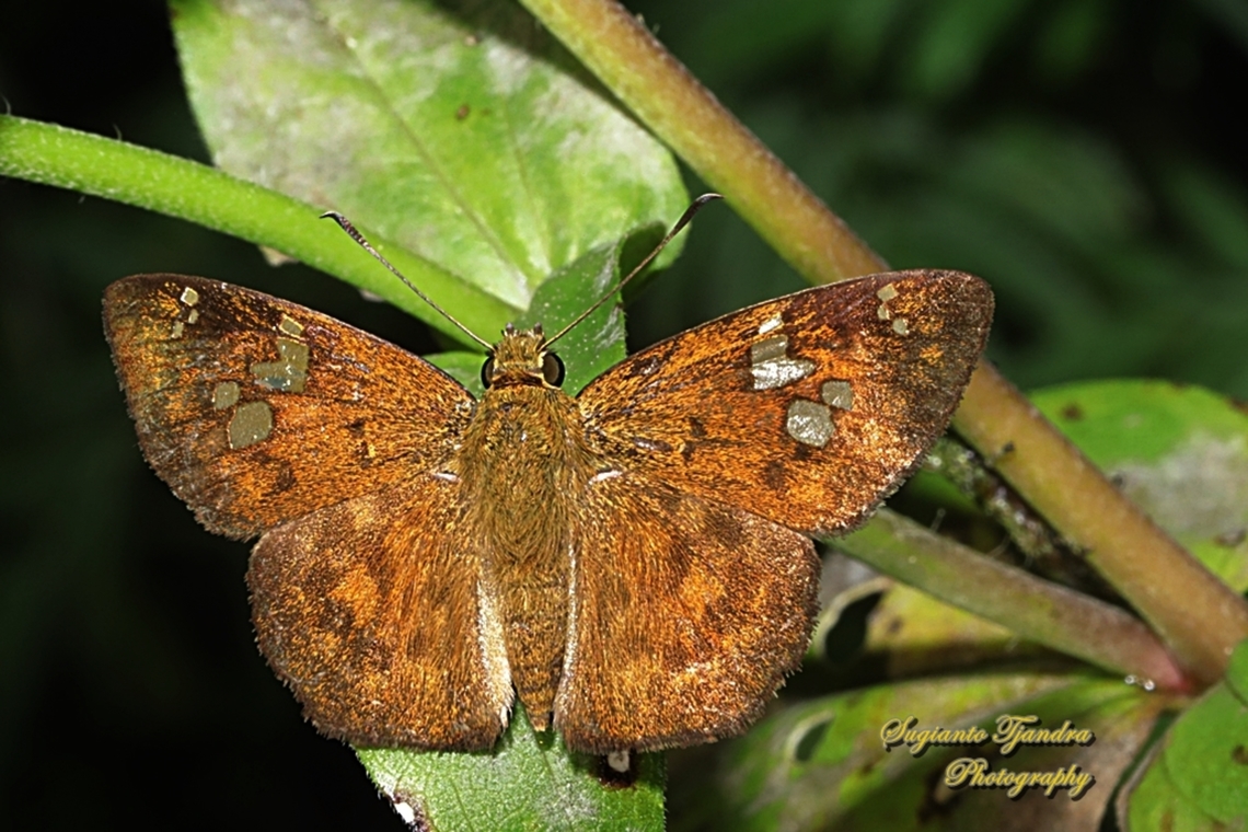 The Fulvous Pied Flat Butterfly, Pseudocoladenia dan eacus (family Hesperiidae)  Fulvous Pied Flat,Geotagged,Indonesia,Pseudocoladenia dan,Winter