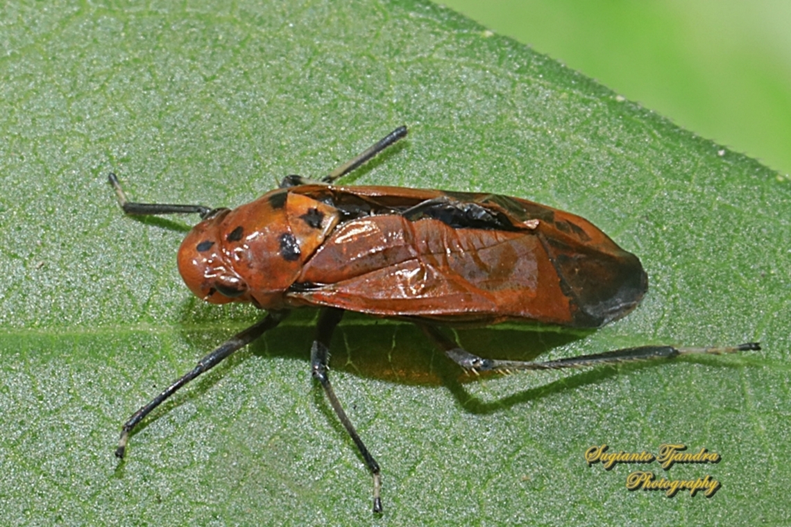 Orange leafhopper, Bothrogonia addita  Bothrogonia addita,Geotagged,Indonesia,Orange Sharpshooter,Winter