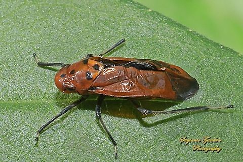 Orange leafhopper, Bothrogonia addita  Bothrogonia addita,Geotagged,Indonesia,Orange Sharpshooter,Winter