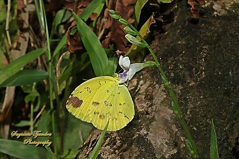 Three-spot grass yellow, Eurema blanda blanda  Eurema blanda,Geotagged,Indonesia,Three-spot grass yellow,Winter