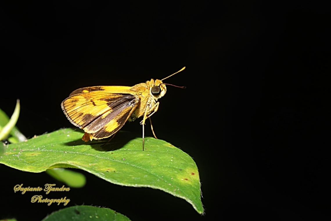 Skipper Butterfly - Common dartlet, Oriens gola  Common Dartlet,Geotagged,Indonesia,Oriens gola,Winter