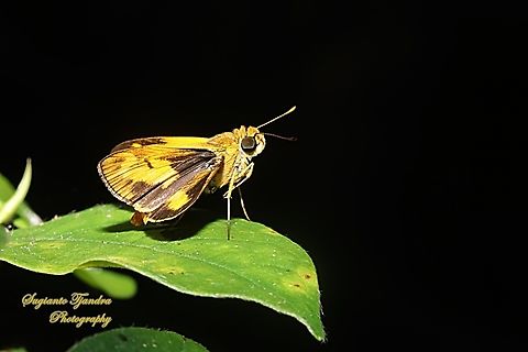 Skipper Butterfly - Common dartlet, Oriens gola  Common Dartlet,Geotagged,Indonesia,Oriens gola,Winter
