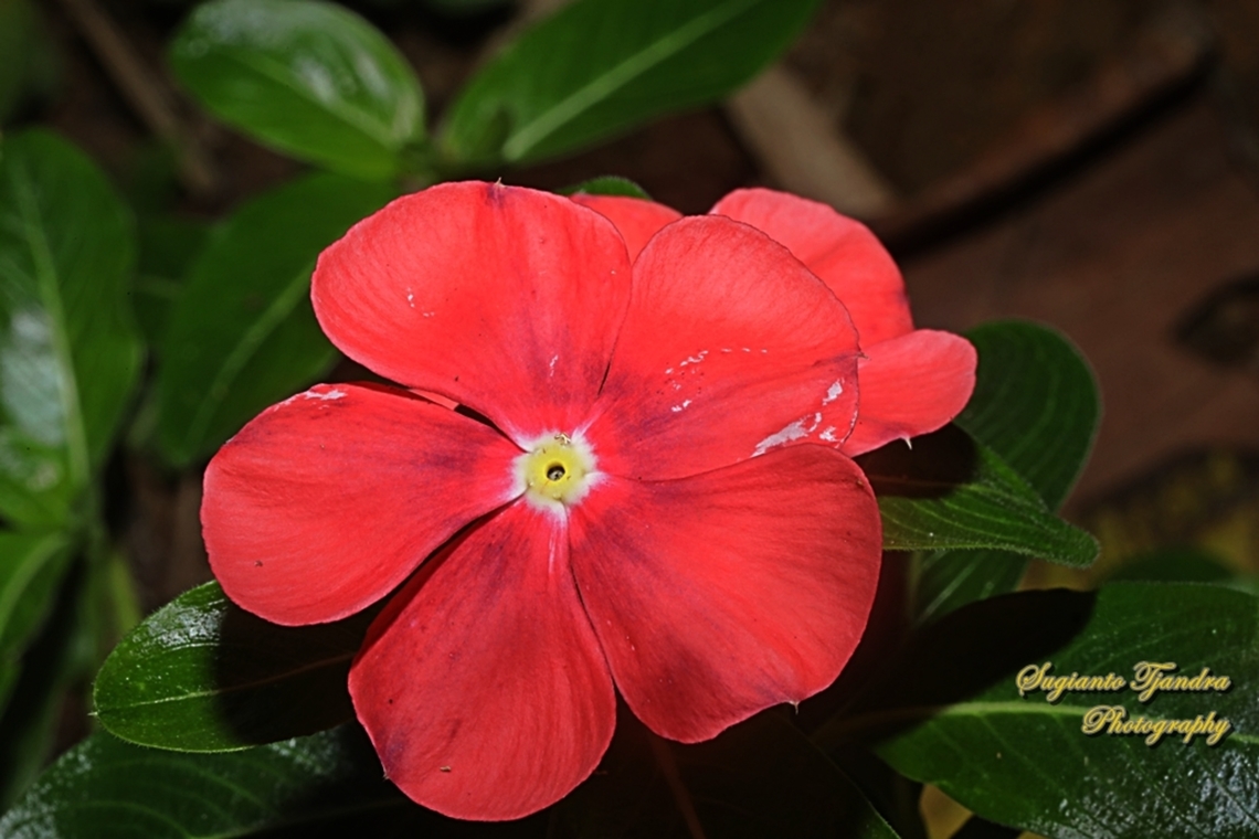 Tapak Dara/Madagascar Periwinkle, Catharanthus roseus, family Apocynaceae  Catharanthus roseus,Geotagged,Indonesia,Madagascar rosy periwinkle,Winter
