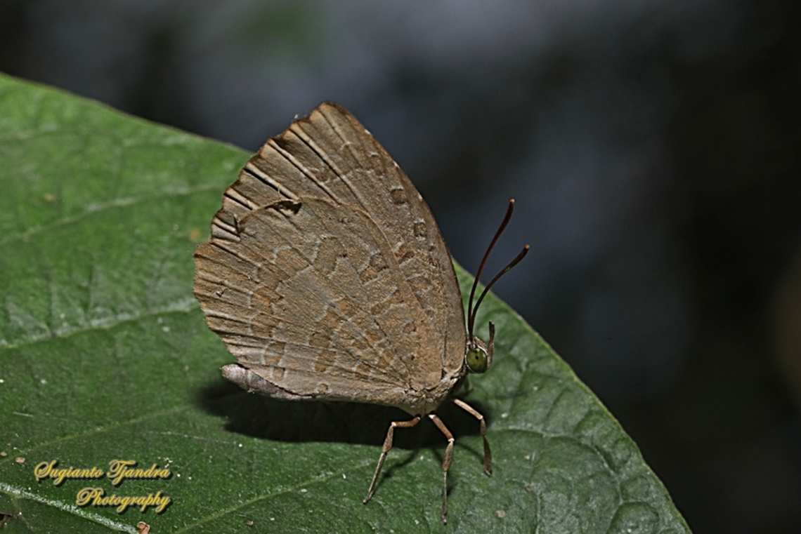 Round-band Brownie, Miletus gopara gopara, family Lycaenidae  Geotagged,Indonesia,Miletus gopara,Round-banded Brownie,Winter