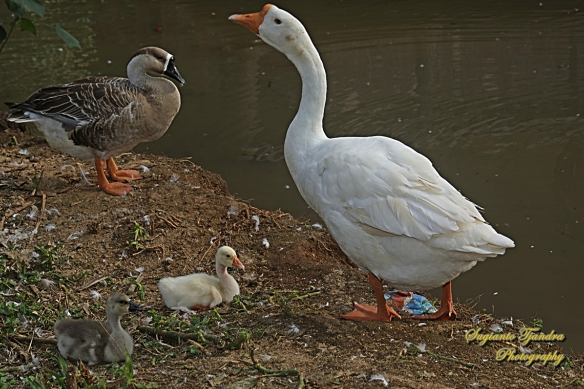 Domestic goose/ soang, Anser cygnoides domesticus - "Differences do not eliminate happiness"  Anser cygnoides,Geotagged,Indonesia,Swan goose