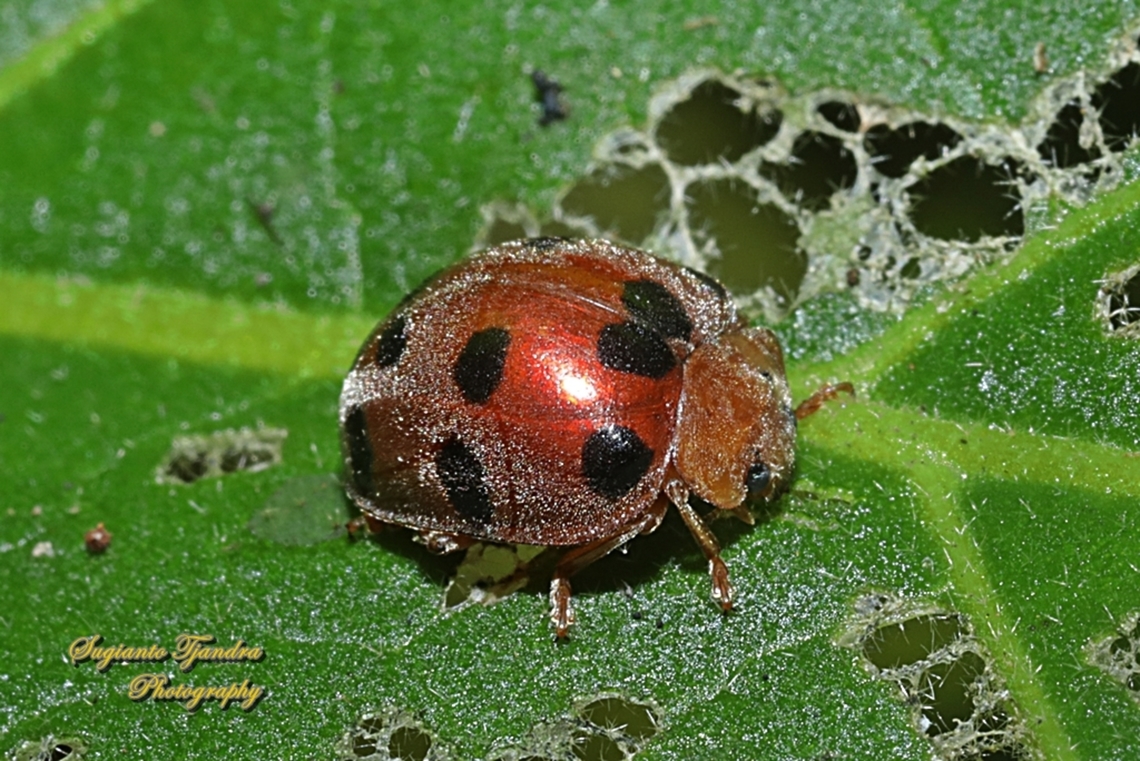 Plant-eating Beetle, Henosepilachna enneasticta  Geotagged,Henosepilachna enneasticta,Indonesia,Winter