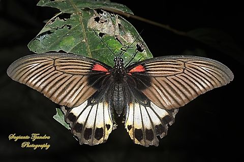 Great Mormon Butterfly, Papilio memnon memnon f. hiera  Geotagged,Great Mormon,Indonesia,Papilio memnon,Winter