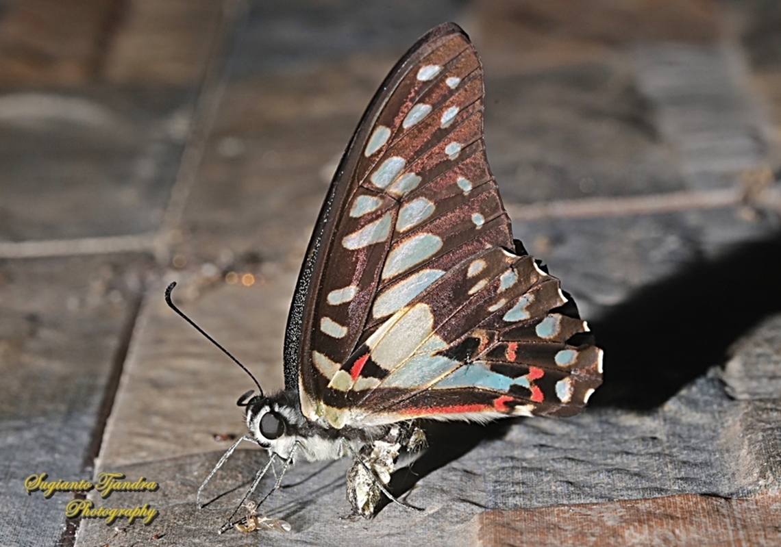 Common Jay, Graphium doson evemonides  Common Jay,Geotagged,Graphium doson,Indonesia,Winter