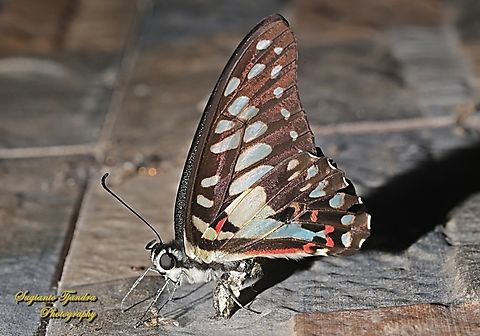 Common Jay, Graphium doson evemonides  Common Jay,Geotagged,Graphium doson,Indonesia,Winter