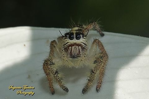 Jumping Spider, Hyllus diardi-female  Geotagged,Hyllus diardi,Indonesia,Winter