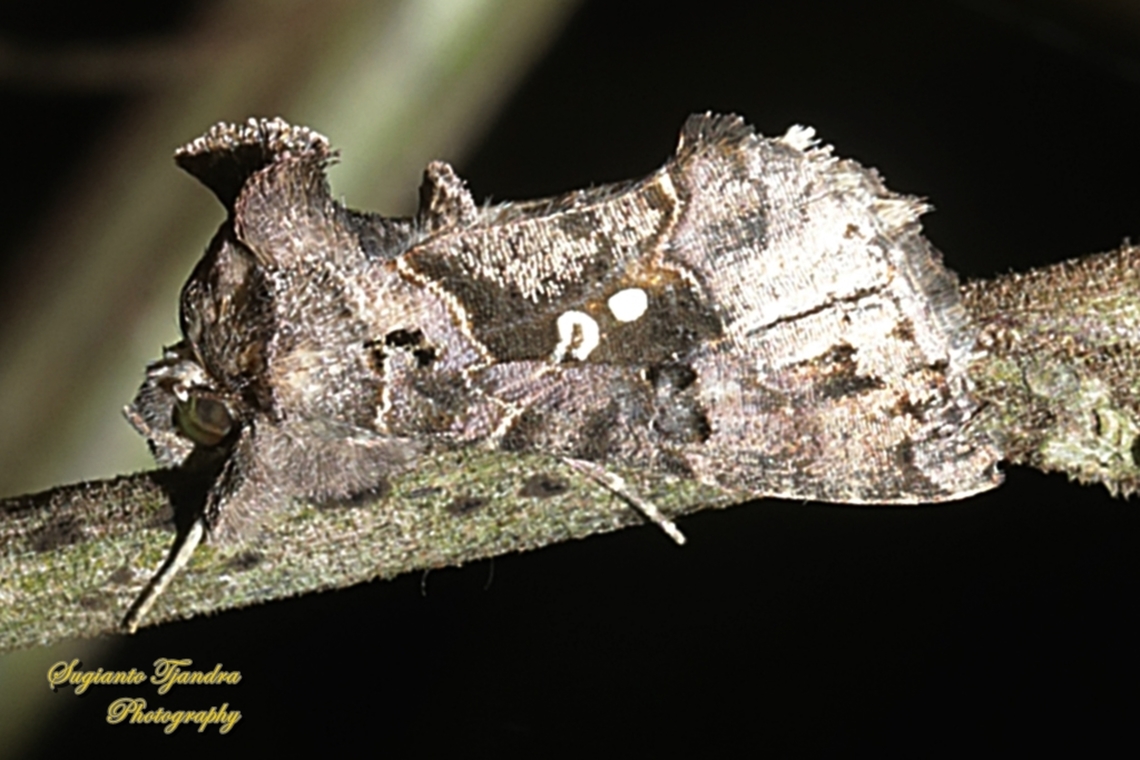 Green Garden looper moth, Chrysodeixis eriosoma, family Noctuidae  Chrysodeixis eriosoma,Geotagged,Green Garden Looper,Indonesia,Winter