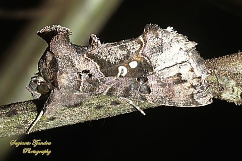 Green Garden looper moth, Chrysodeixis eriosoma, family Noctuidae  Chrysodeixis eriosoma,Geotagged,Green Garden Looper,Indonesia,Winter