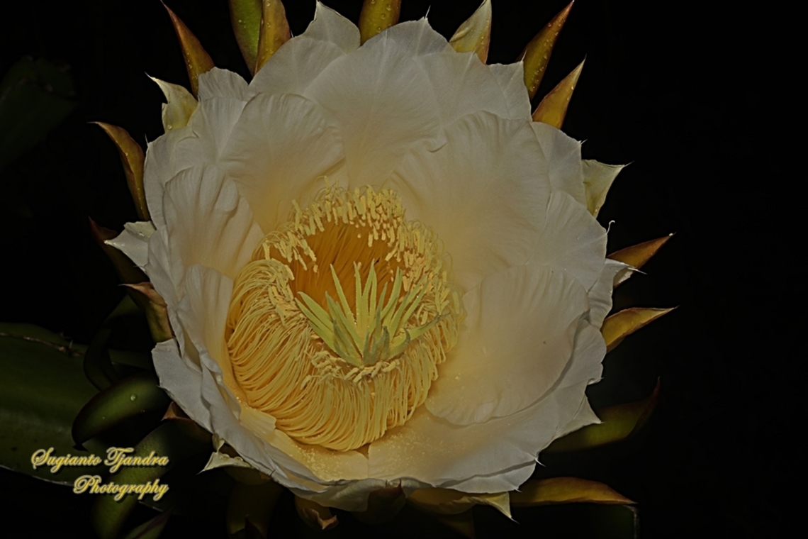 Dragonfruit cactus flower/White-fleshed pitahaya, Selenicereus undatus  Geotagged,Indonesia,Selenicereus undatus,Winter