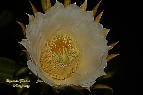 Dragonfruit cactus flower/White-fleshed pitahaya, Selenicereus undatus  Geotagged,Indonesia,Selenicereus undatus,Winter