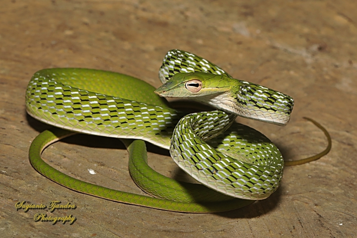 Oriental whip-snake, Ahaetulla prasina  Ahaetulla prasina,Geotagged,Indonesia,Oriental Whipsnake,Winter