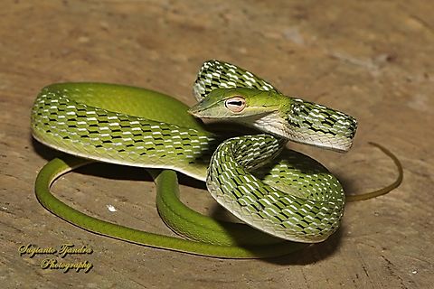 Oriental whip-snake, Ahaetulla prasina  Ahaetulla prasina,Geotagged,Indonesia,Oriental Whipsnake,Winter