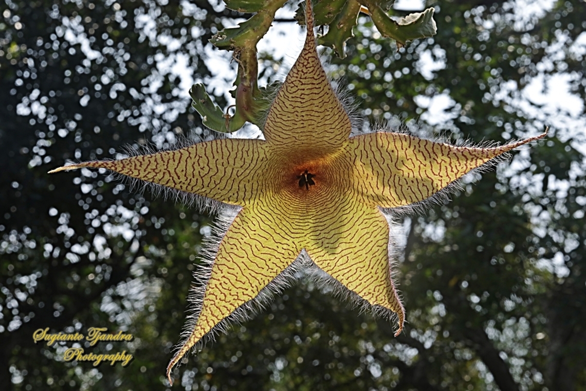 Starfish Cactus flower, Stapelia gigantea, family Apocynaceae  Geotagged,Indonesia,Stapelia gigantea,Winter,Zulu giant