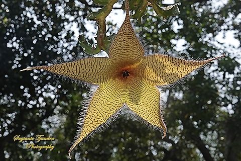 Starfish Cactus flower, Stapelia gigantea, family Apocynaceae  Geotagged,Indonesia,Stapelia gigantea,Winter,Zulu giant