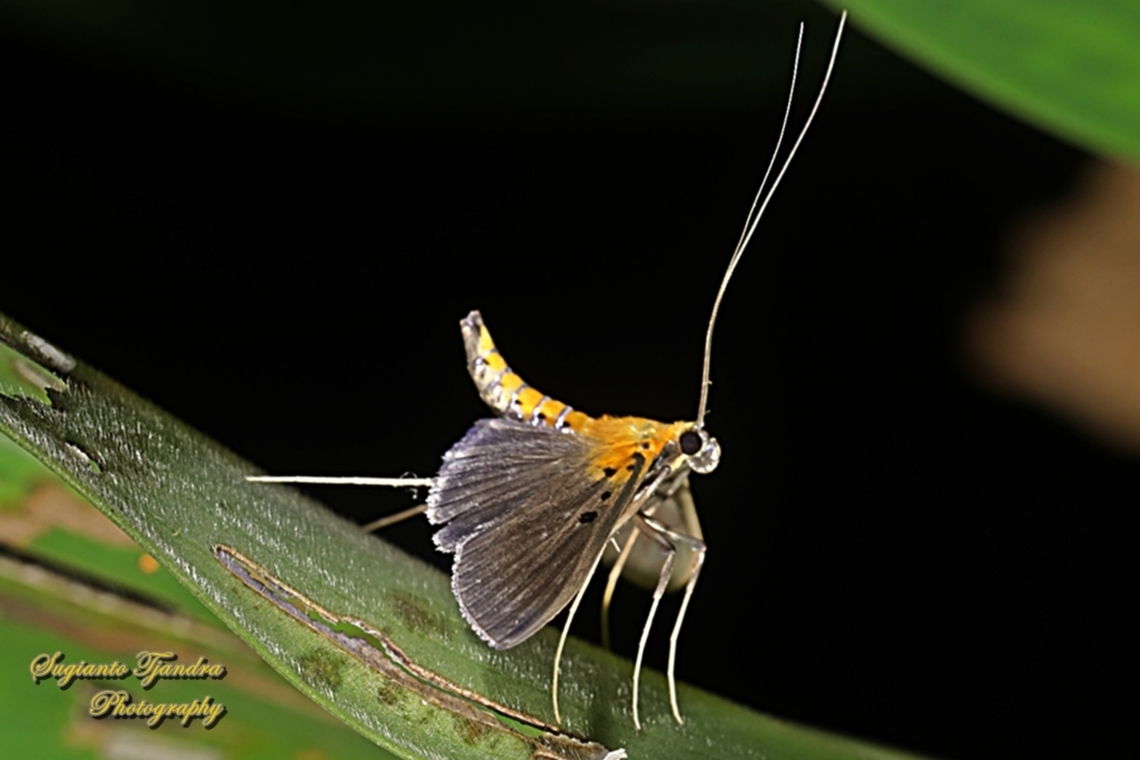 Pearl Moth, Filodes fulvidorsalis, family Crambidae  Filodes fulvidorsalis,Geotagged,Indonesia,Winter