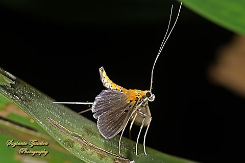Pearl Moth, Filodes fulvidorsalis, family Crambidae  Filodes fulvidorsalis,Geotagged,Indonesia,Winter