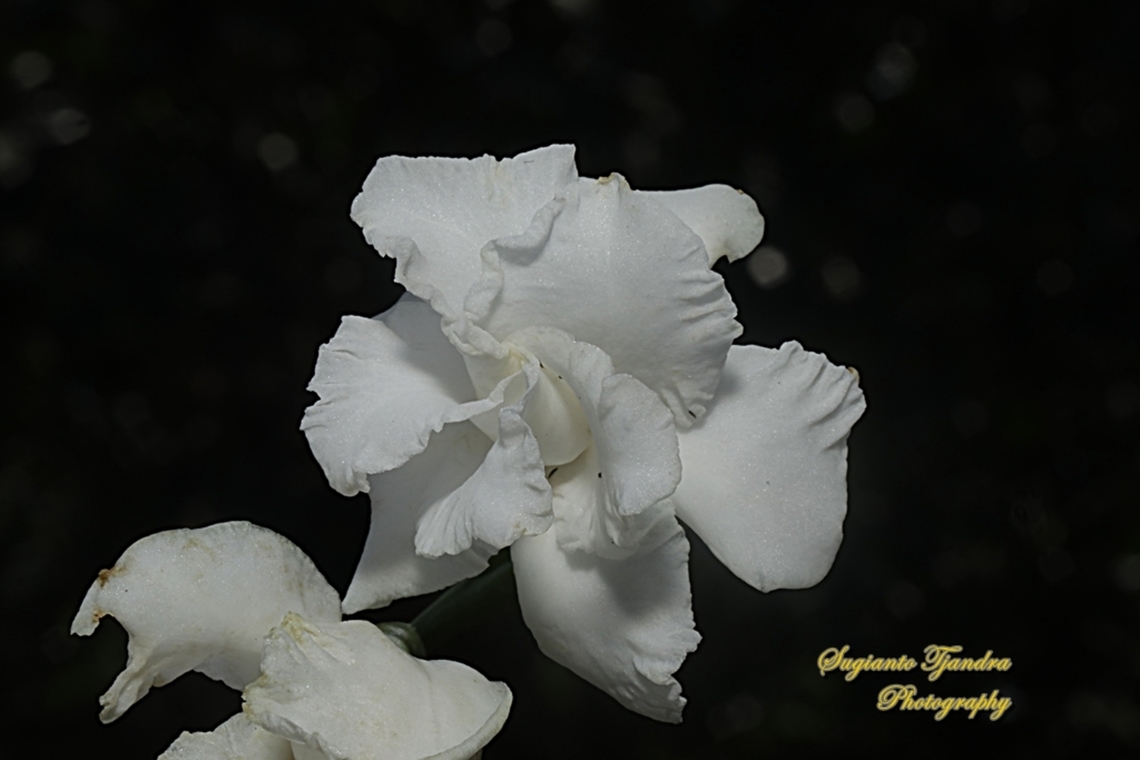 Bunga Kacapiring (Common Gardenia) Gardenia jasminoides, family Rubiaceae  Common Gardenia,Gardenia jasminoides,Geotagged,Indonesia,Winter