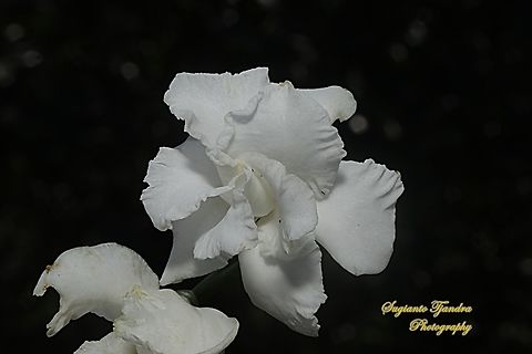 Bunga Kacapiring (Common Gardenia) Gardenia jasminoides, family Rubiaceae  Common Gardenia,Gardenia jasminoides,Geotagged,Indonesia,Winter