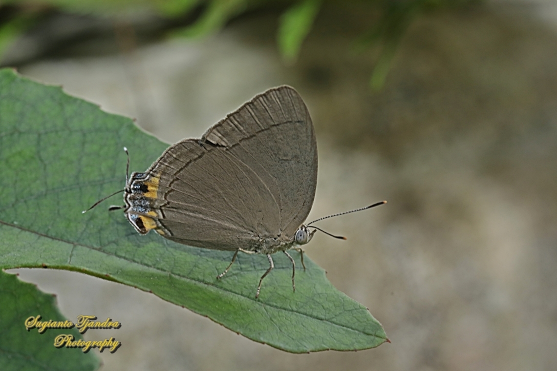 The Felder's royal butterfly, Tajuria mantra mesambria  Felder's Royal,Geotagged,Indonesia,Tajuria mantra,Winter