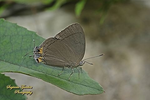The Felder's royal butterfly, Tajuria mantra mesambria  Felder's Royal,Geotagged,Indonesia,Tajuria mantra,Winter