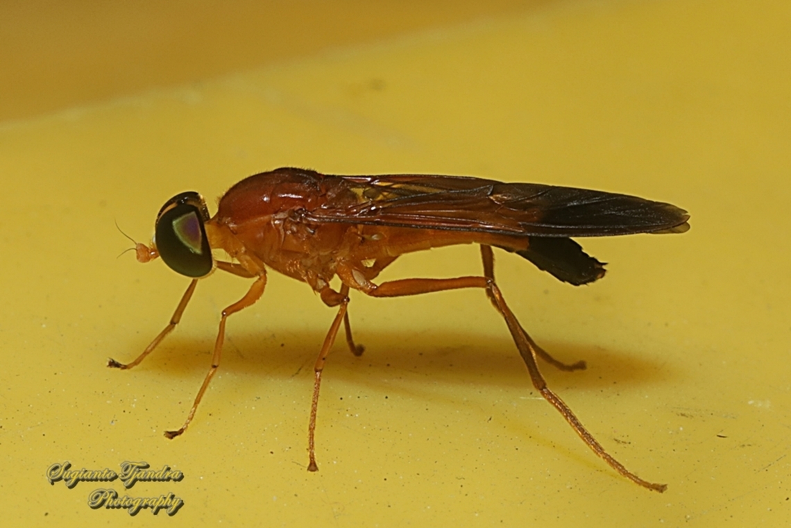 Yellow Soldier fly, Ptecticus aurifer, Stratiomyidae  Geotagged,Indonesia,Ptecticus aurifer,Winter
