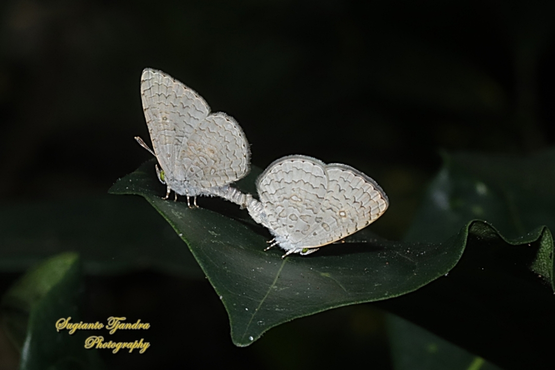 Apefly Butterfly, Spalgis epius titius "mating"  Apefly,Geotagged,Indonesia,Spalgis epeus,Winter