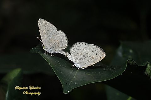 Apefly Butterfly, Spalgis epius titius "mating"  Apefly,Geotagged,Indonesia,Spalgis epeus,Winter