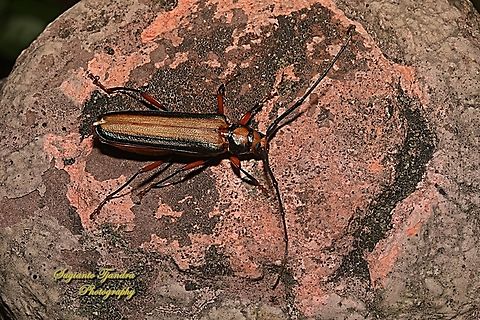 Longhorn beetle, Xystrocera festiva, family Cerambycidae  Geotagged,Indonesia,Winter,Xystrocera festiva