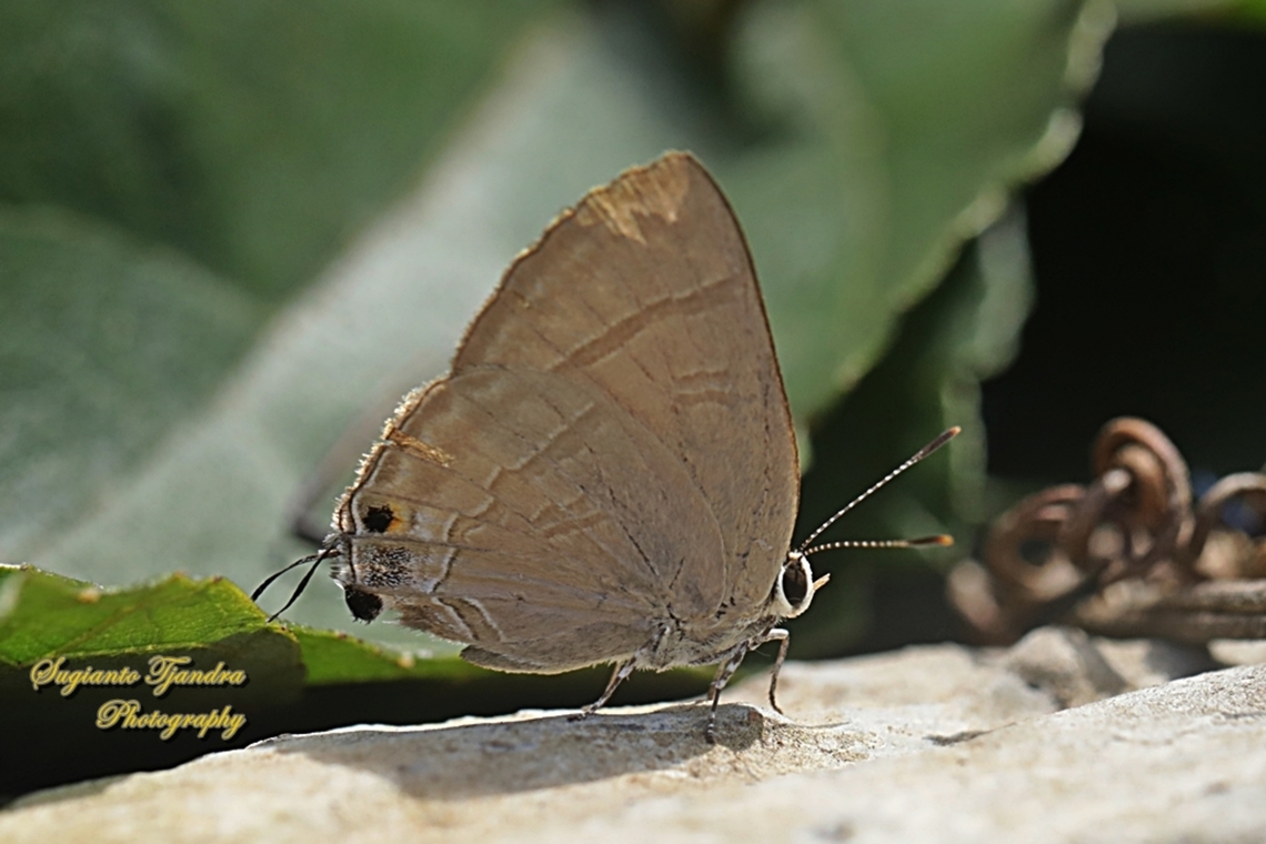 Slate flash butterfly, Rapala manea ssp asikana, family Lycaenidae  Geotagged,Indonesia,Rapala manea,Slate Flash,Winter