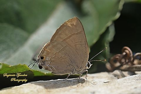 Slate flash butterfly, Rapala manea ssp asikana, family Lycaenidae  Geotagged,Indonesia,Rapala manea,Slate Flash,Winter