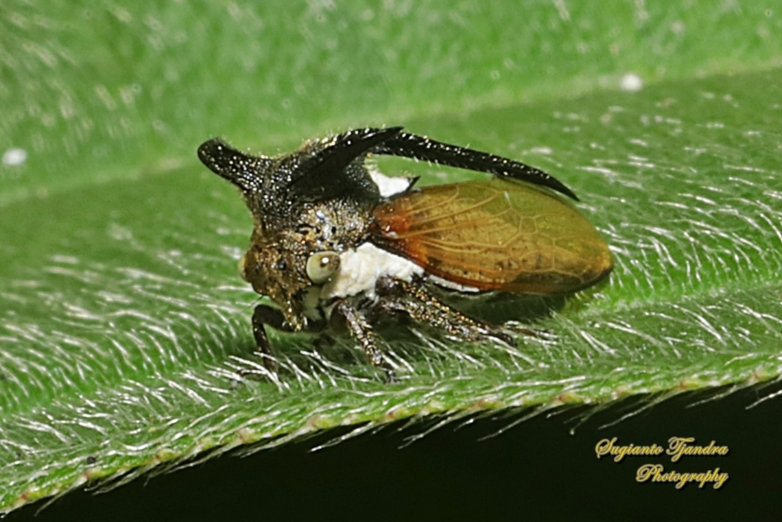 Thorn Mimic Treehopper, Leptocentrus taurus, family Membracidae  Eggplant Horned Planthopper,Geotagged,Indonesia,Leptocentrus taurus,Winter