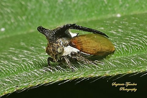 Thorn Mimic Treehopper, Leptocentrus taurus, family Membracidae  Eggplant Horned Planthopper,Geotagged,Indonesia,Leptocentrus taurus,Winter