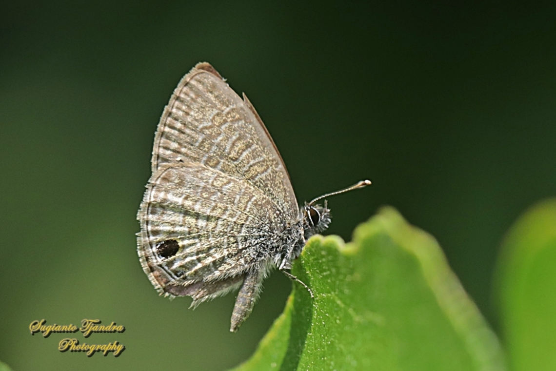 Common lineblue butterfly, Prosotas nora, family Lycaenidae  Common lineblue,Geotagged,Indonesia,Prosotas nora,Winter