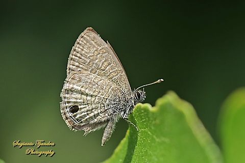 Common lineblue butterfly, Prosotas nora, family Lycaenidae  Common lineblue,Geotagged,Indonesia,Prosotas nora,Winter